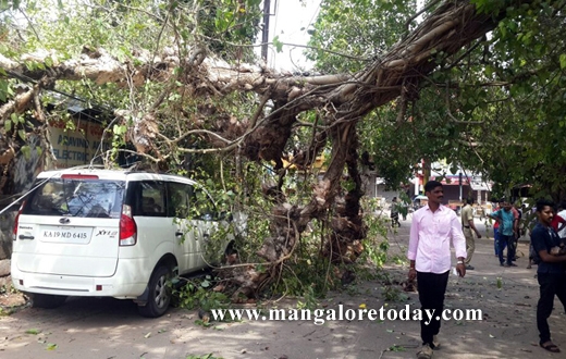 peepal tree karangalpady